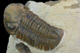 Reedops Trilobite - Foum Zguid, Morocco #125278-4